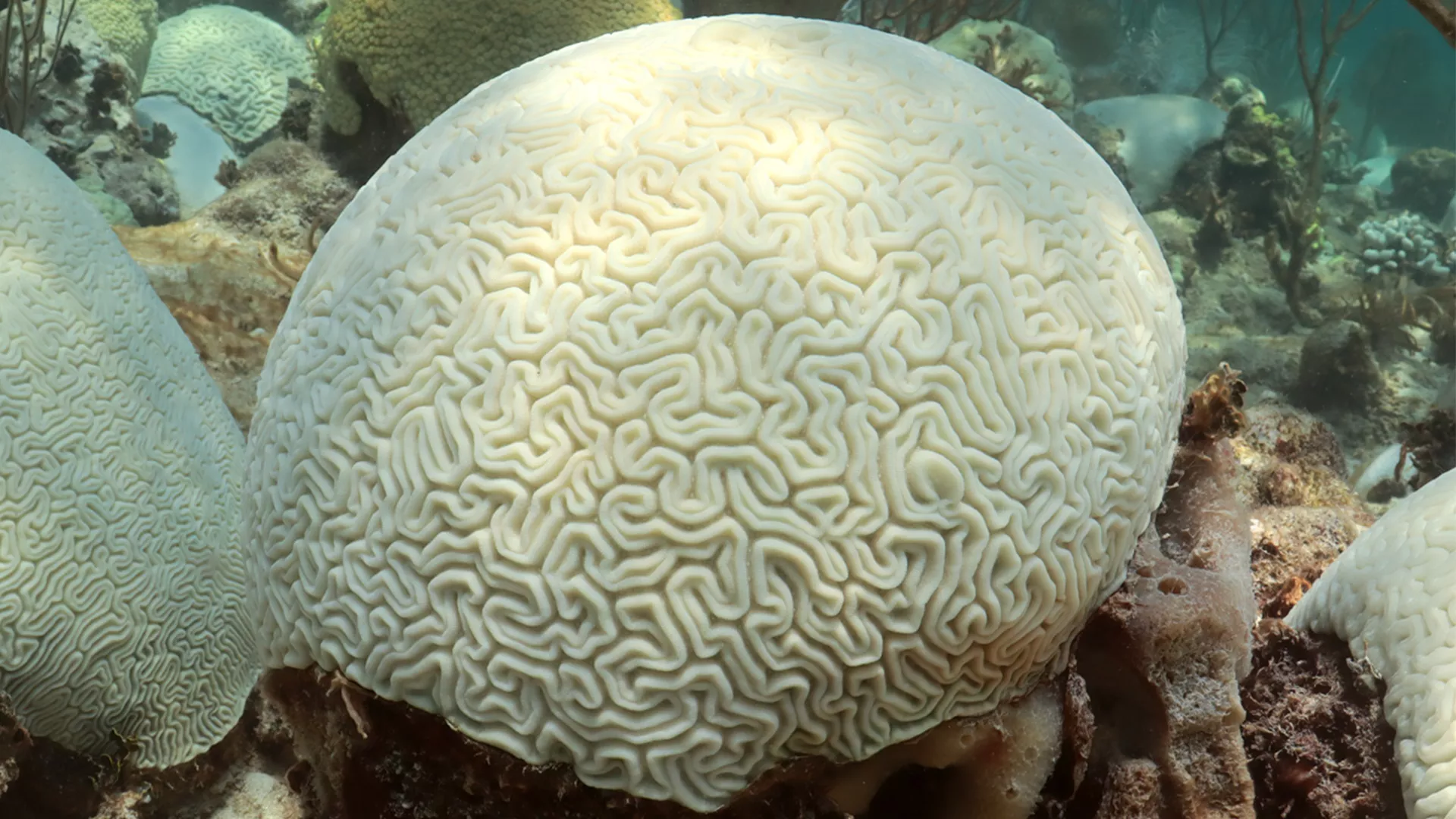 Image of a bleached coral reef
